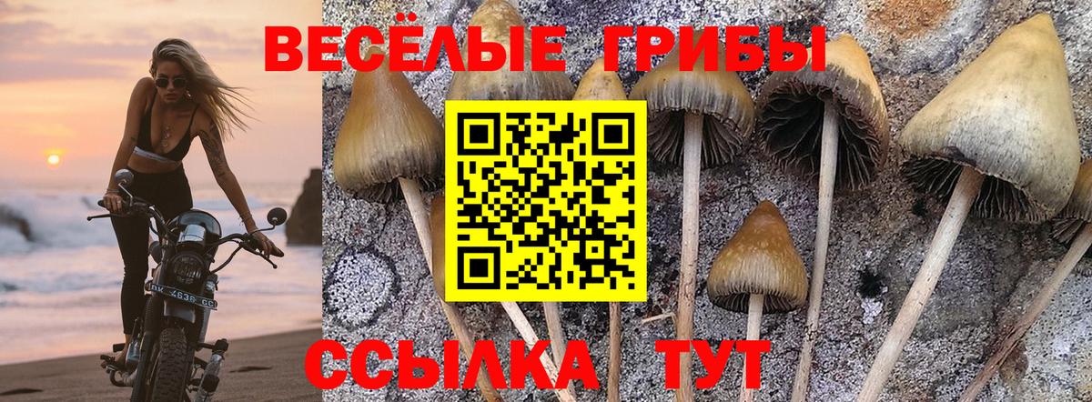 Галлюциногенные грибы Cubensis  Вход с VPN  Галлюциногенные грибы MAGIC MUSHROOMS  Сухой Лог 